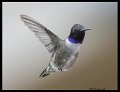 _B213986 black-chinned hummingbird